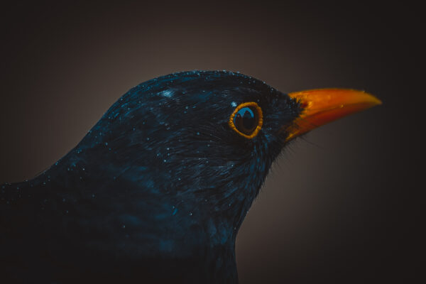 Amsel 1